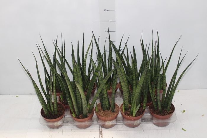 SANSEVIERIA JAPONESA NEW WAY P11