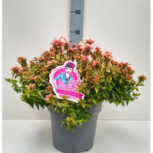 ABEL GR KALEIDOSCOPE