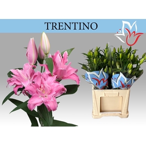 LI OR TRENTINO