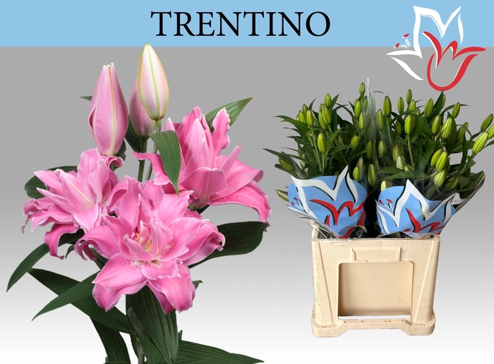 <h4>LI OR TRENTINO</h4>