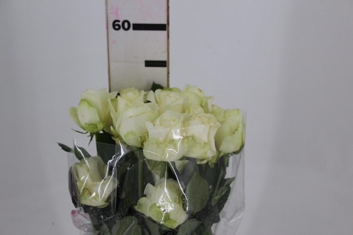<h4>ROSA AVALANCHE 050 CM ESTUFA</h4>
