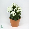 PHLOX P WHITE FLAME