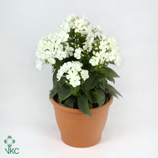 PHLOX P WHITE FLAME