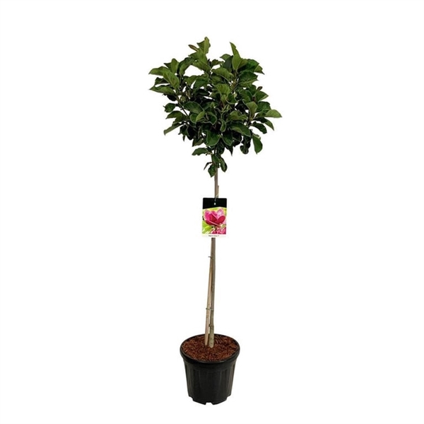 <h4>Magnolia 'Genie' (pbr)</h4>