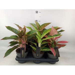 Aglaonema   ...
