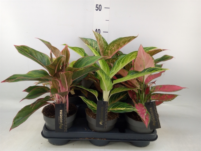 <h4>Aglaonema   ...</h4>