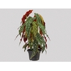 BEGONIA MACULATA P20 PO