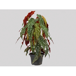 BEGONIA MACULATA P20 PO