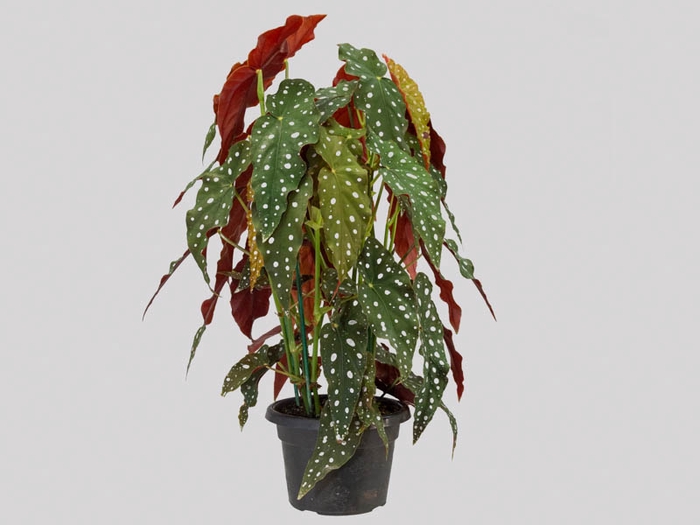 <h4>BEGONIA MACULATA P20 PO</h4>