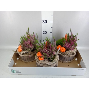 Arr.   Tuinplanten L%