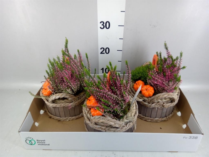 <h4>Arr. Tuinplanten L%</h4>