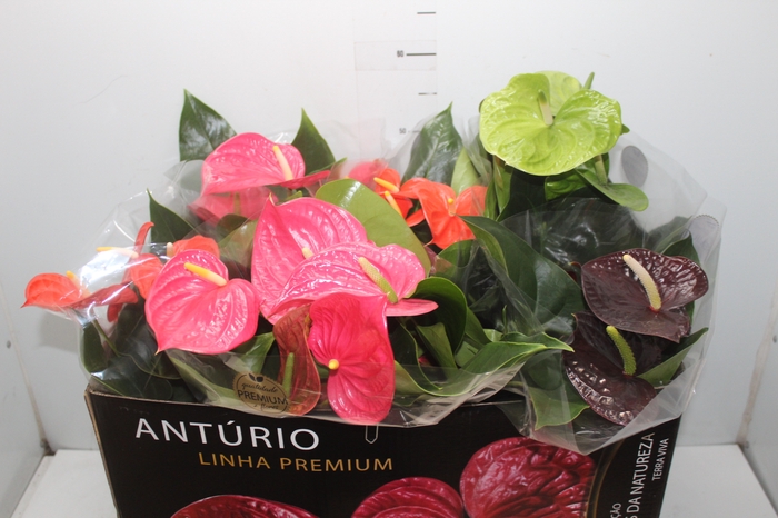 <h4>ANTHURIUM VARIADO P17 PREMIUM</h4>