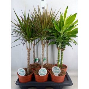 Planten Groen   ...mix  4