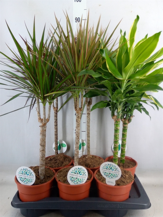 <h4>Planten Groen   ...mix  4</h4>
