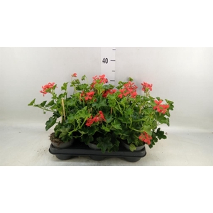 Pelargonium pelt. 'Balkon Rood'
