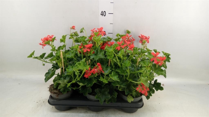 <h4>Pelargonium pelt. 'Balkon Rood'</h4>