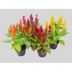CELOSIA P14 VARIADO