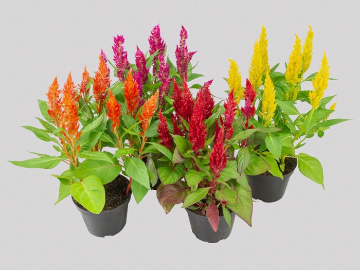 <h4>CELOSIA P14 VARIADO</h4>