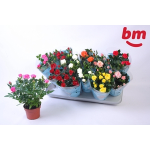 RO B MONDE GEM 7 SRT