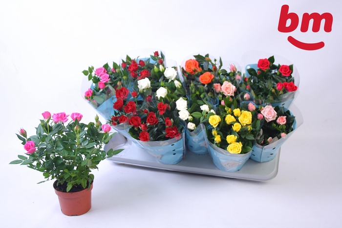 <h4>RO B MONDE GEM 7 SRT</h4>