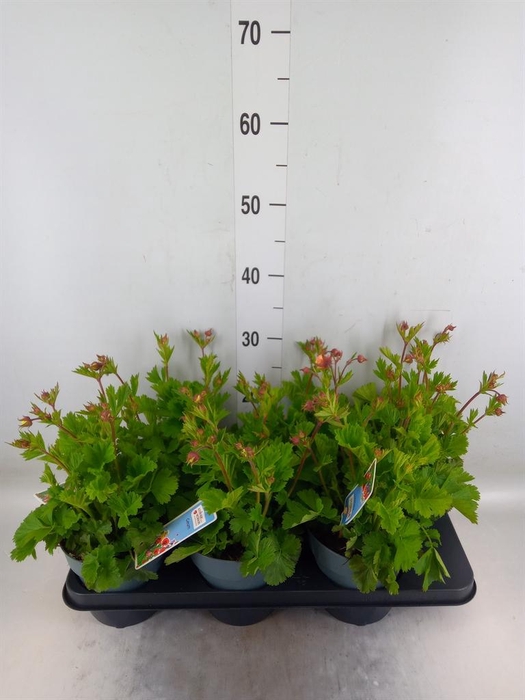 <h4>Geum rivale</h4>