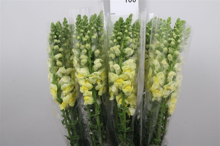 <h4>Antir It. Yellow</h4>