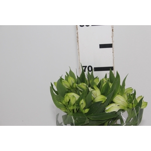ALSTROEMERIA MISTRAL 070 CM