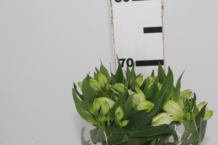 <h4>ALSTROEMERIA MISTRAL 070 CM</h4>