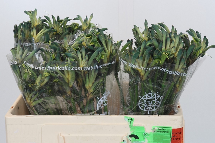 <h4>Anigozanthos Celebrations Firework</h4>