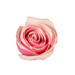 R GR ROMANTIC HOUSE Tangara