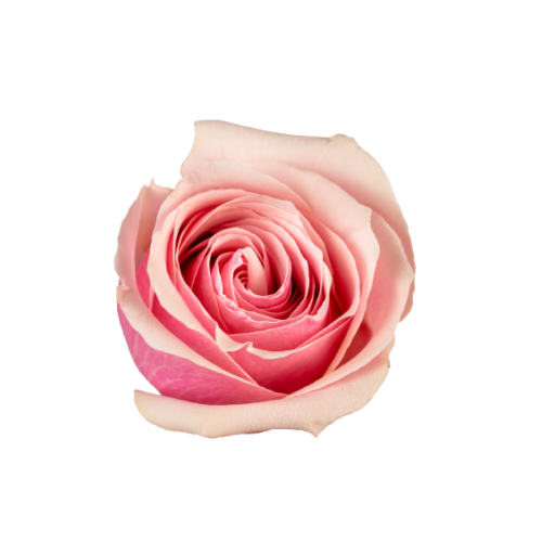 <h4>R GR ROMANTIC HOUSE Tangara</h4>