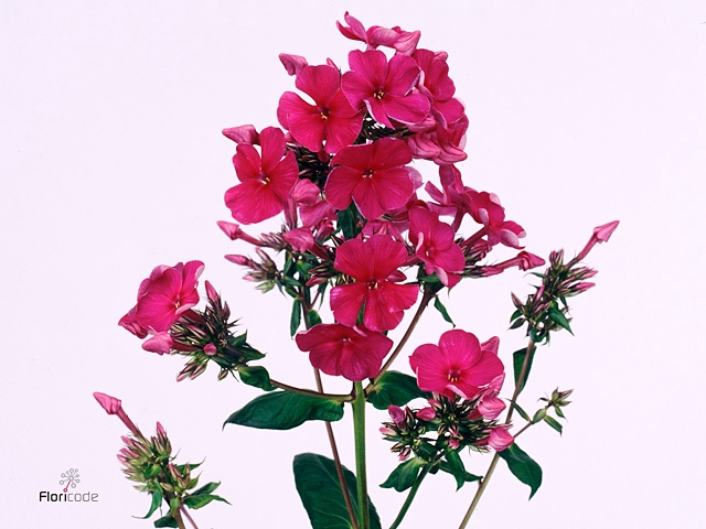 Phlox Pan Kirchenfurst