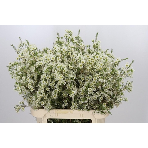 Chamelaucium Ivory Pearl