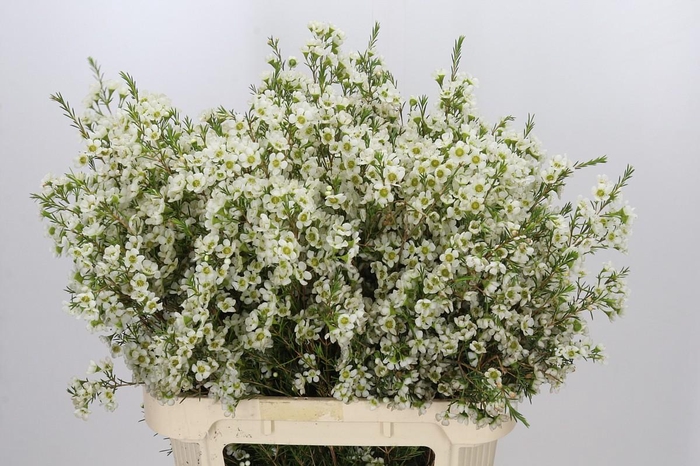 <h4>Chamelaucium Ivory Pearl</h4>