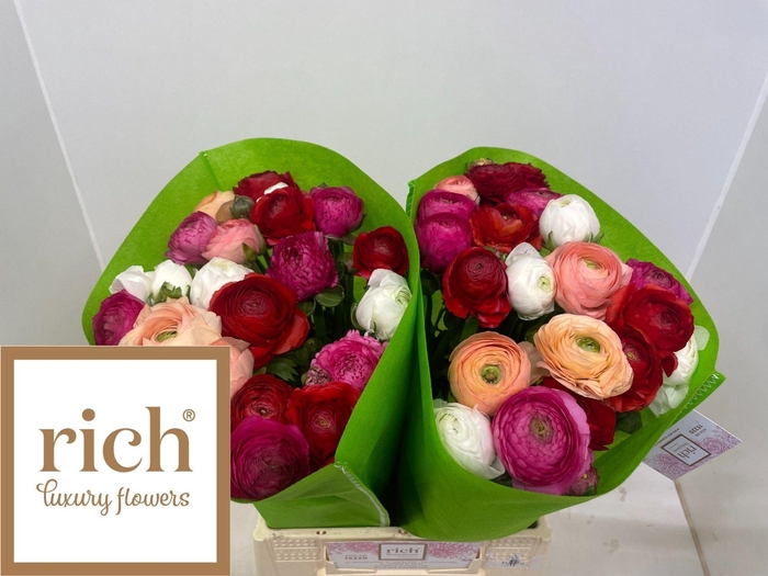 <h4>RAN GEM IN BOS</h4>