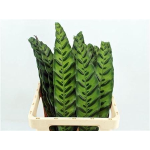 CALATHEA LANCIFOLIA