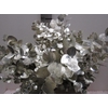 Euc Cinerea Platina
