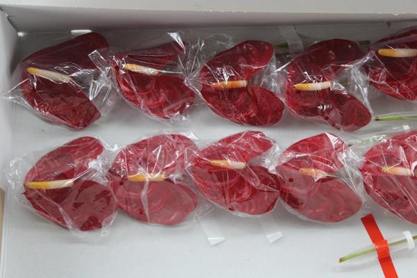 <h4>Anth A Rambla X20</h4>