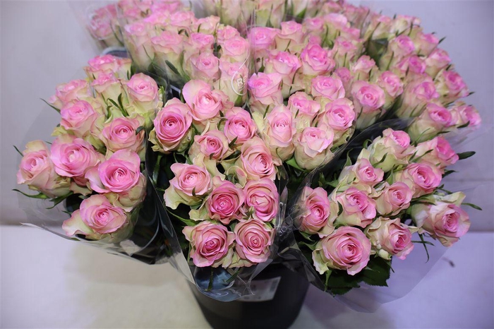 <h4>R Gr Lovely Jewel X10</h4>
