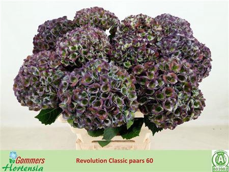 <h4>Hydr M Mag Revolution Cl Pa</h4>