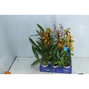 ORQUIDEA HAWAIIAN VARIADO P09 MIN 1
