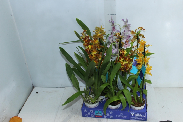 <h4>ORQUIDEA HAWAIIAN VARIADO P09 MIN 1</h4>
