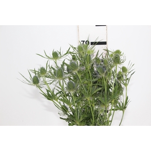 ERYNGIUM 070 CM