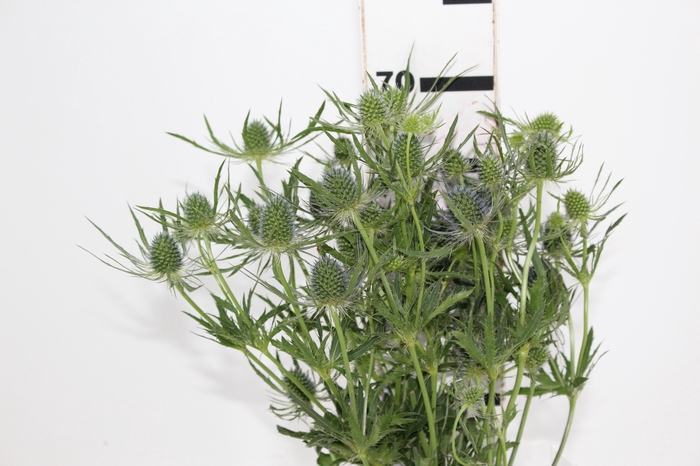 <h4>ERYNGIUM 070 CM</h4>