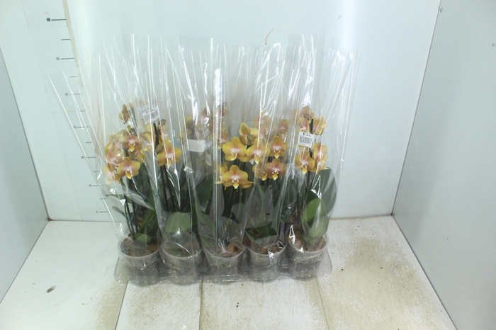 <h4>PHALAENOPSIS VEGAS P12 MULTIFLORA</h4>
