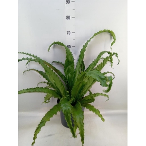 Asplenium antiquum 'Osaka'