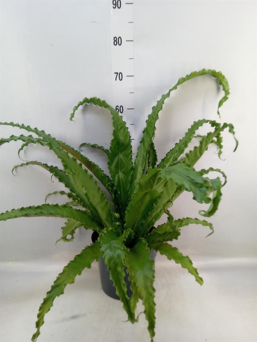 <h4>Asplenium antiquum 'Osaka'</h4>