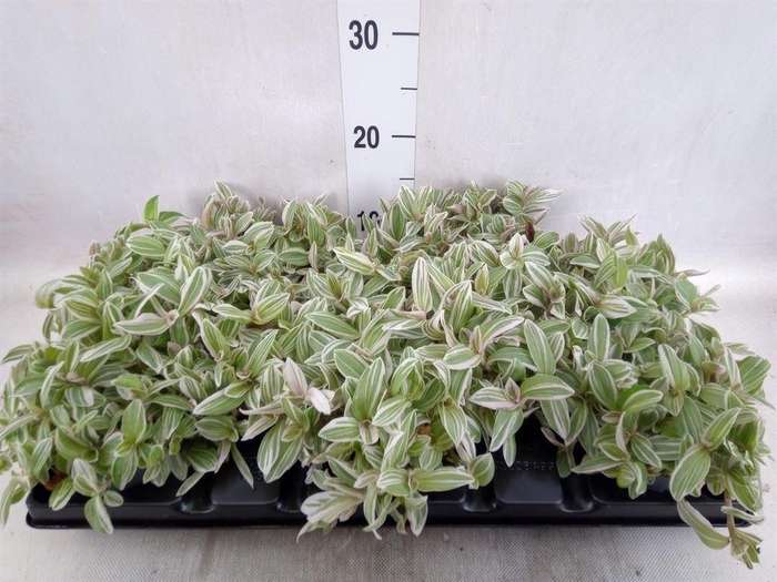 <h4>Tradescantia   ...</h4>