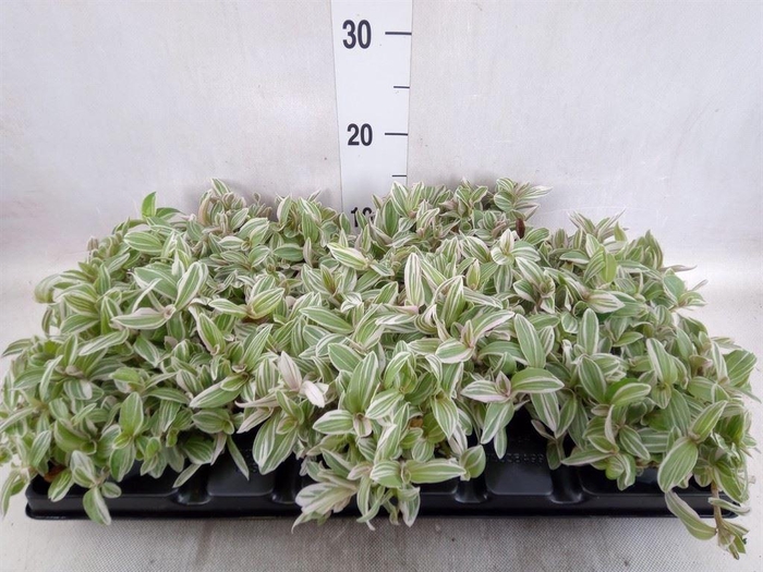 <h4>Tradescantia   ...</h4>