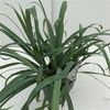 Carex 'Bunny Blue' P17 (2ltr)